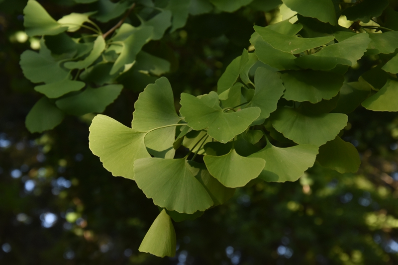 Gingko tree Sacramento State